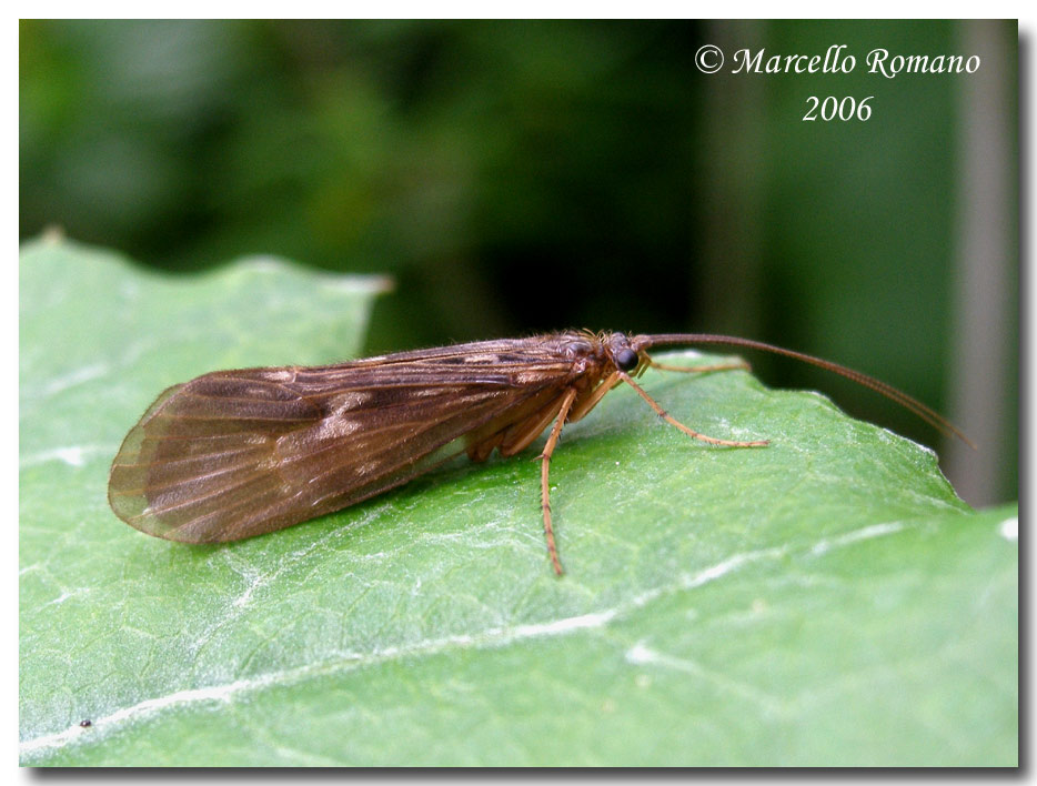 Potamophylax sp. (Fam. Limnephilidae) del Lago di Tovel
